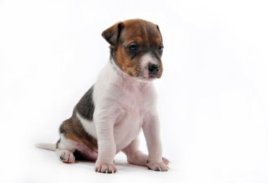 yavru jack russel terrier