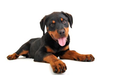 Puppy rottweiler clipart