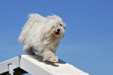 Maltese dog clipart