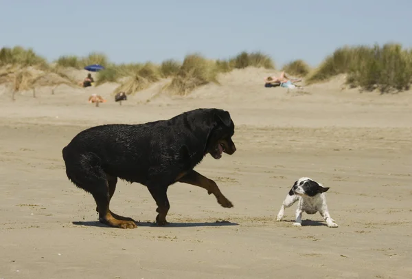 Giocare a cani sulla spiaggia — Foto Stock