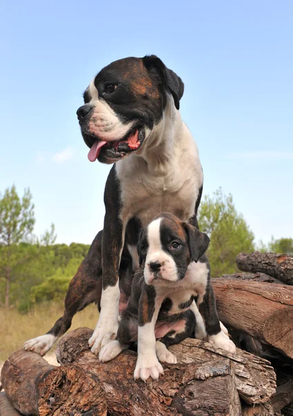Мать и щенок боксер — стоковое фото