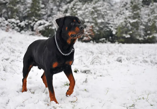 Rottweiler en la nieve — Foto de Stock