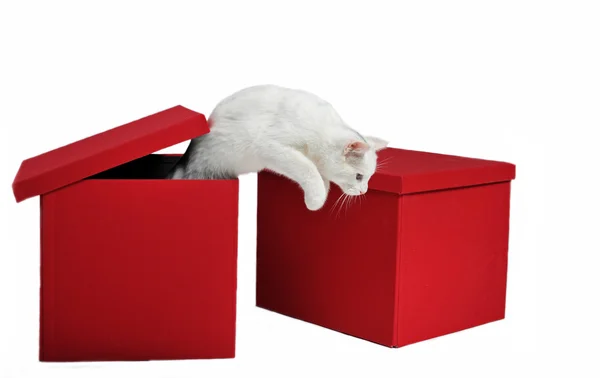 Gato saltador — Fotografia de Stock