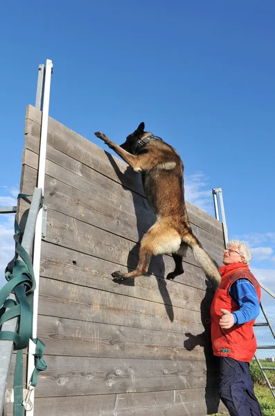Training van een politiehond — Stockfoto