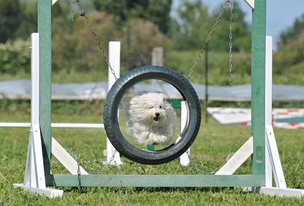 Jumping maltese dog — Stock Photo, Image