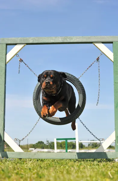 Rottweiler atlama — Stok fotoğraf