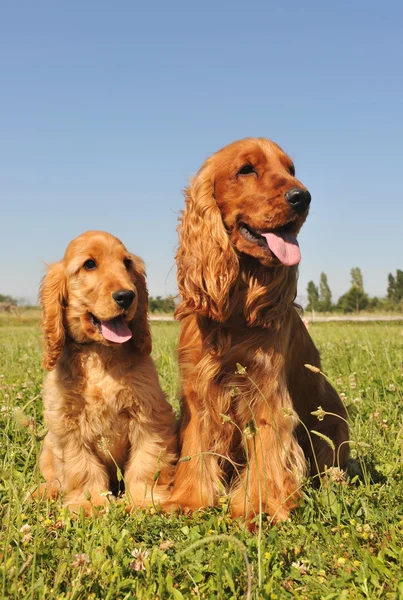 Cocker spaniel, adult and puppy — Stock Photo, Image