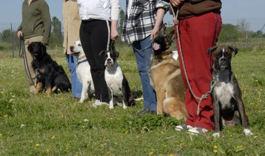 Training with dogs clipart