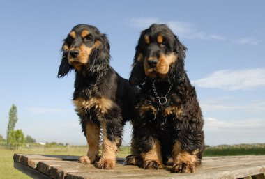 Two puppies purebred english cockers clipart