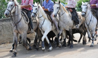 Camargue horses clipart