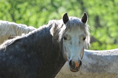 Genç aygır camargue