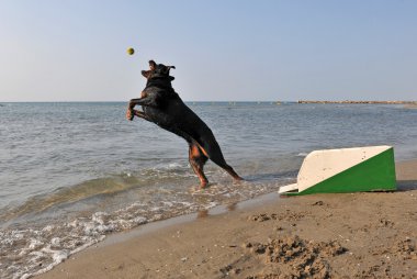 Sahilde flyball