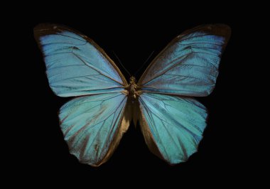 Blue morpho butterfly clipart