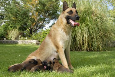 Malinois and puppies clipart