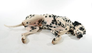 Dalmatian laid down clipart