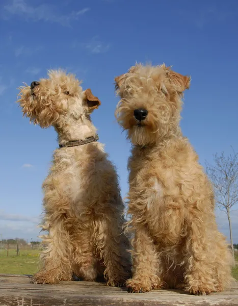 Two lakeland terriers — Stock Photo, Image