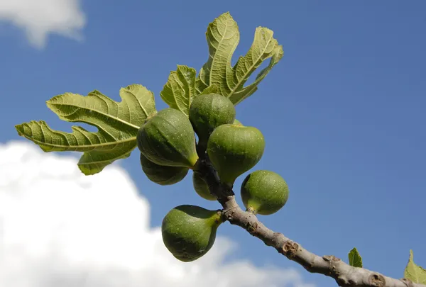 Fig fruits and leaf — Stock Photo, Image