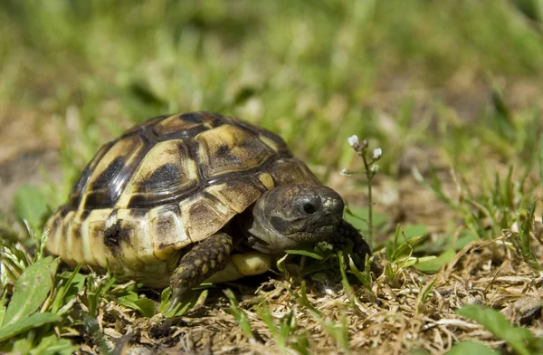 stock image Little turtle