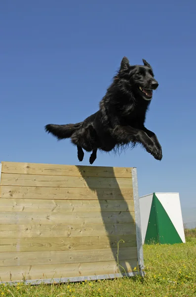 Na lyžích černý pes — Stock fotografie