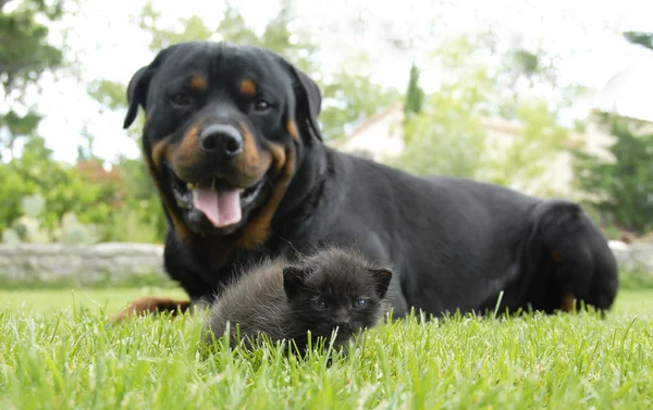 stock image Kitten and rottweiler