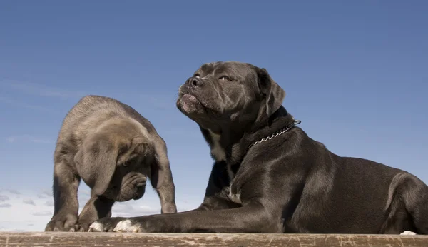 Italiaanse mastiff moeder en puppy — Stockfoto