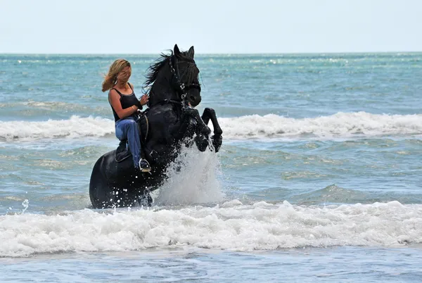 Rearing horse in the sea — Stock Photo, Image