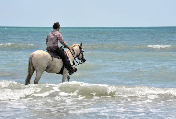 Man and horse in sea - Stock Image - Everypixel