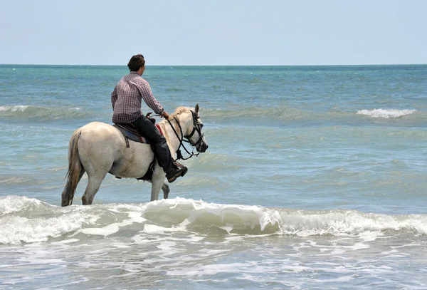 Человек и лошадь в море — стоковое фото