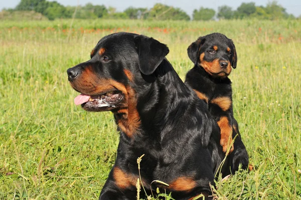 Rottweiler i szczeniak — Zdjęcie stockowe
