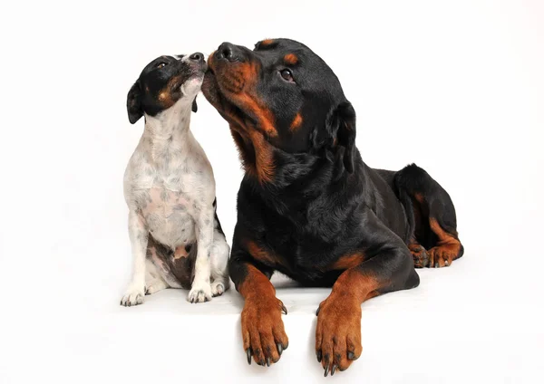 Friends dogs — Stock Photo, Image