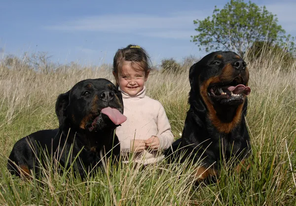 危ない犬および子供 — ストック写真