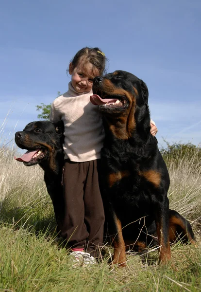 Dangerous dogs and child — Stock Photo, Image