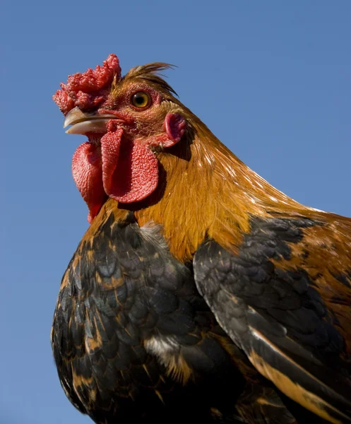 カラフルな鶏 — ストック写真