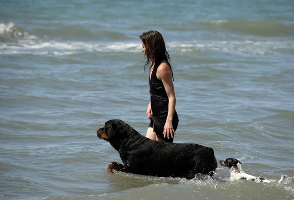 Женщина и собаки на море — стоковое фото