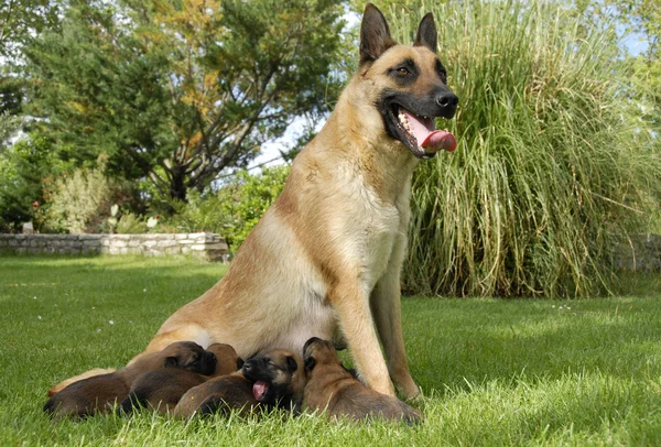 Malinois and puppies — Stock Photo, Image