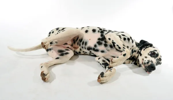 Dalmatiner gelegt — Stockfoto