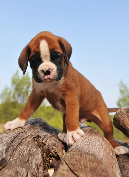 Boxer cucciolo — Foto Stock