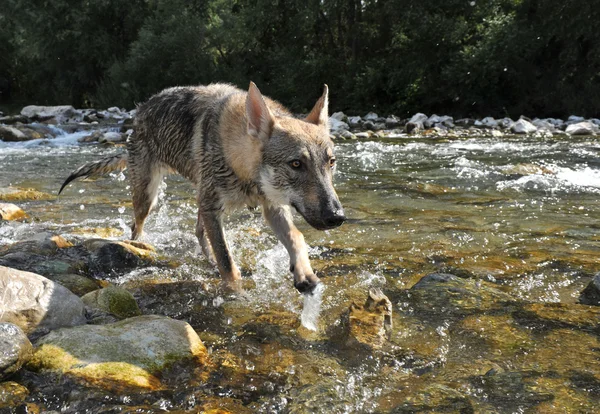 Loup dans une rivière — Photo