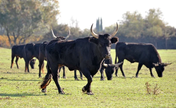 卡马尔格公牛 — 图库照片