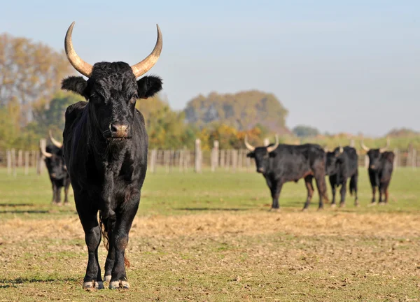 Camargue touro — Fotografia de Stock