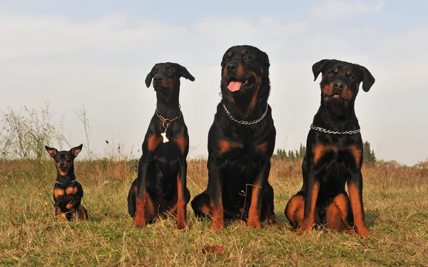 Three guard dogs and pinsher — Stockfoto