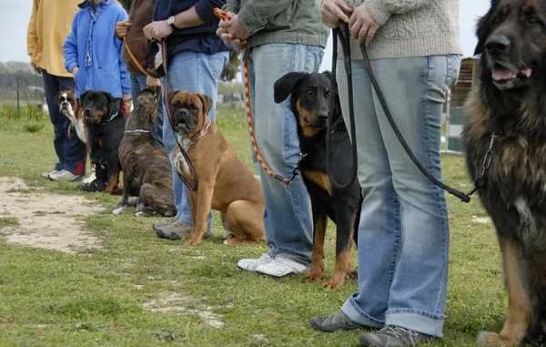 Köpekler ile eğitim Stok Fotoğraf