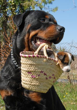 Rottweiler ve köpek yavrusu