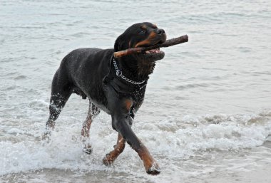 Rottweiler playing in the sea clipart