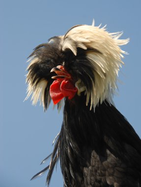 Polish crested chicken clipart