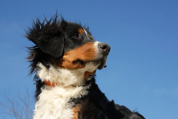 Joven perro de montaña bernés — Foto de Stock