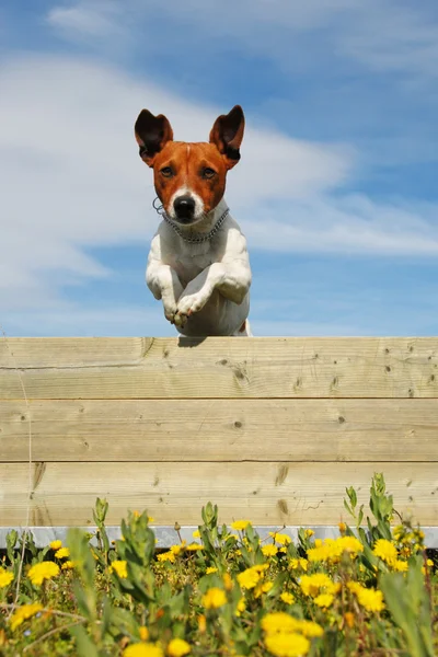 Springhund — Stockfoto