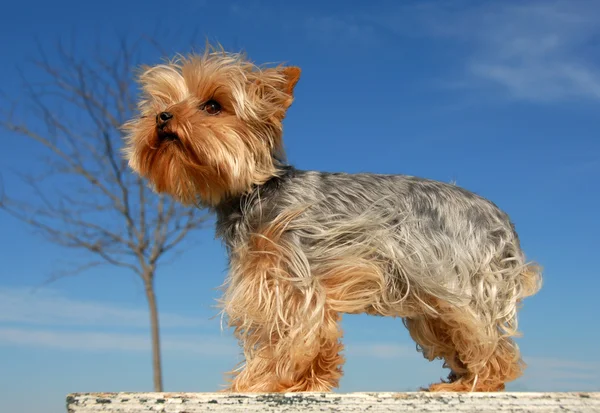Miniatura yorkshire terrier — Foto de Stock
