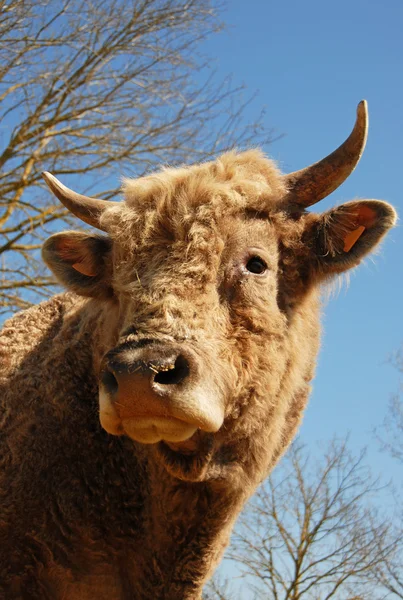 Cabeça de touro — Fotografia de Stock