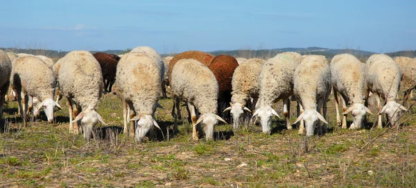 Mandria di pecore — Foto Stock